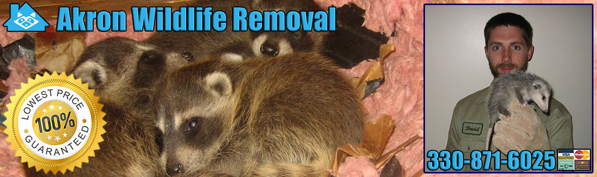 Akron Wildlife and Animal Removal
